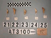 藏品(獸牙)的圖片